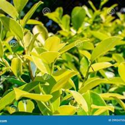 GOLDEN FICUS SMALL