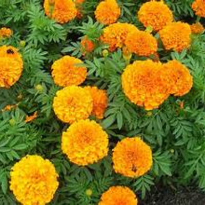 MARIGOLD