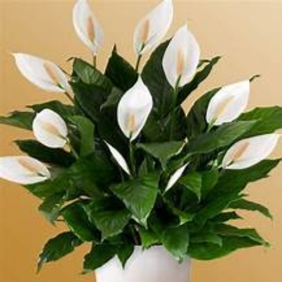 SPATHIPHYLLUM