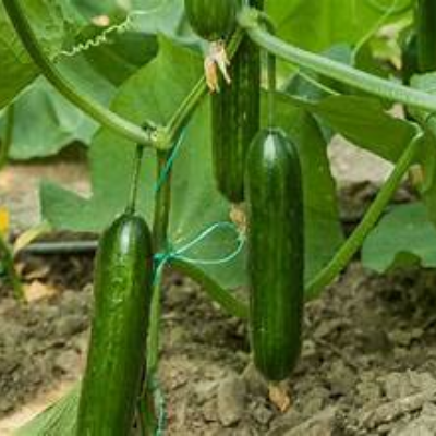 CUCUMBER