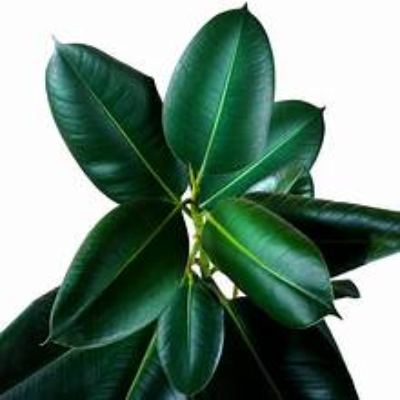 FICUS ELASTICA BIG