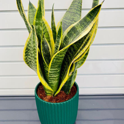 SANSEVERIA LONG