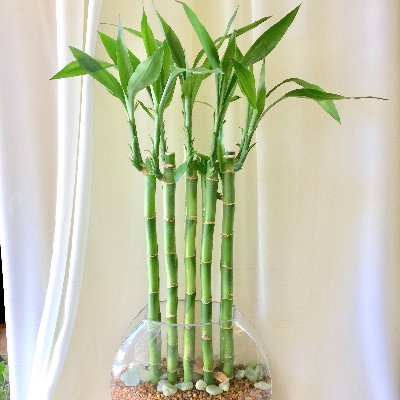 LUCKY BAMBOO 10PC