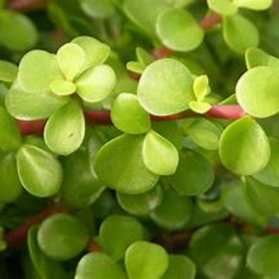PORTULACA GREEN