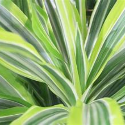 DRACAENA (song of india)