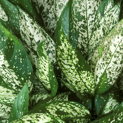 AGLAONEMA GREEN