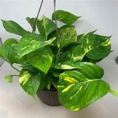 MONEY PLANT STICK BIG
