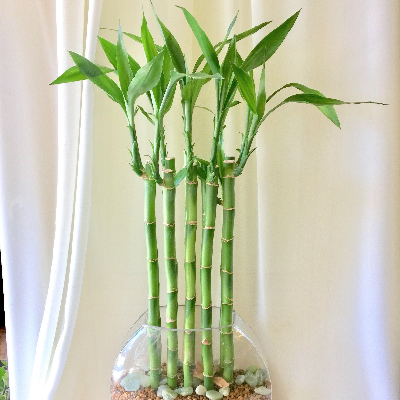 LUCKY BAMBOO 80CM
