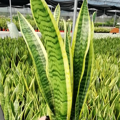 SANSEVIERIA
