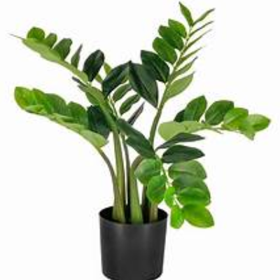 ZAMIFLORA SMALL