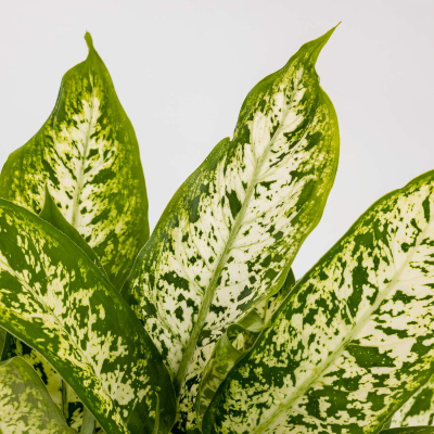 DIEFFENBACHIA SEGUINE